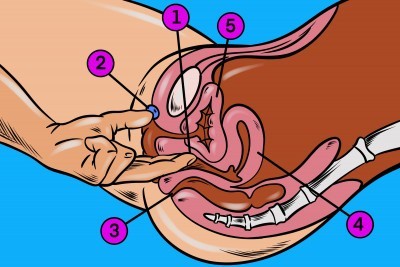 1 – bod G, 2 – klitoris, 3 – análek, 4 – děloha, 5 –močový měchýř Jak najít bod G, G-spot, Jak stimulovat bod G
