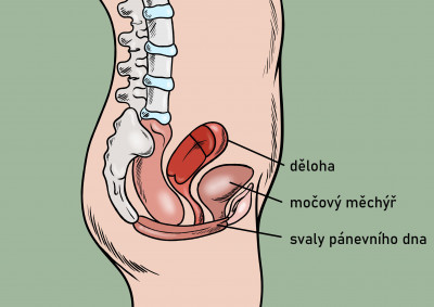 Pánevní dno