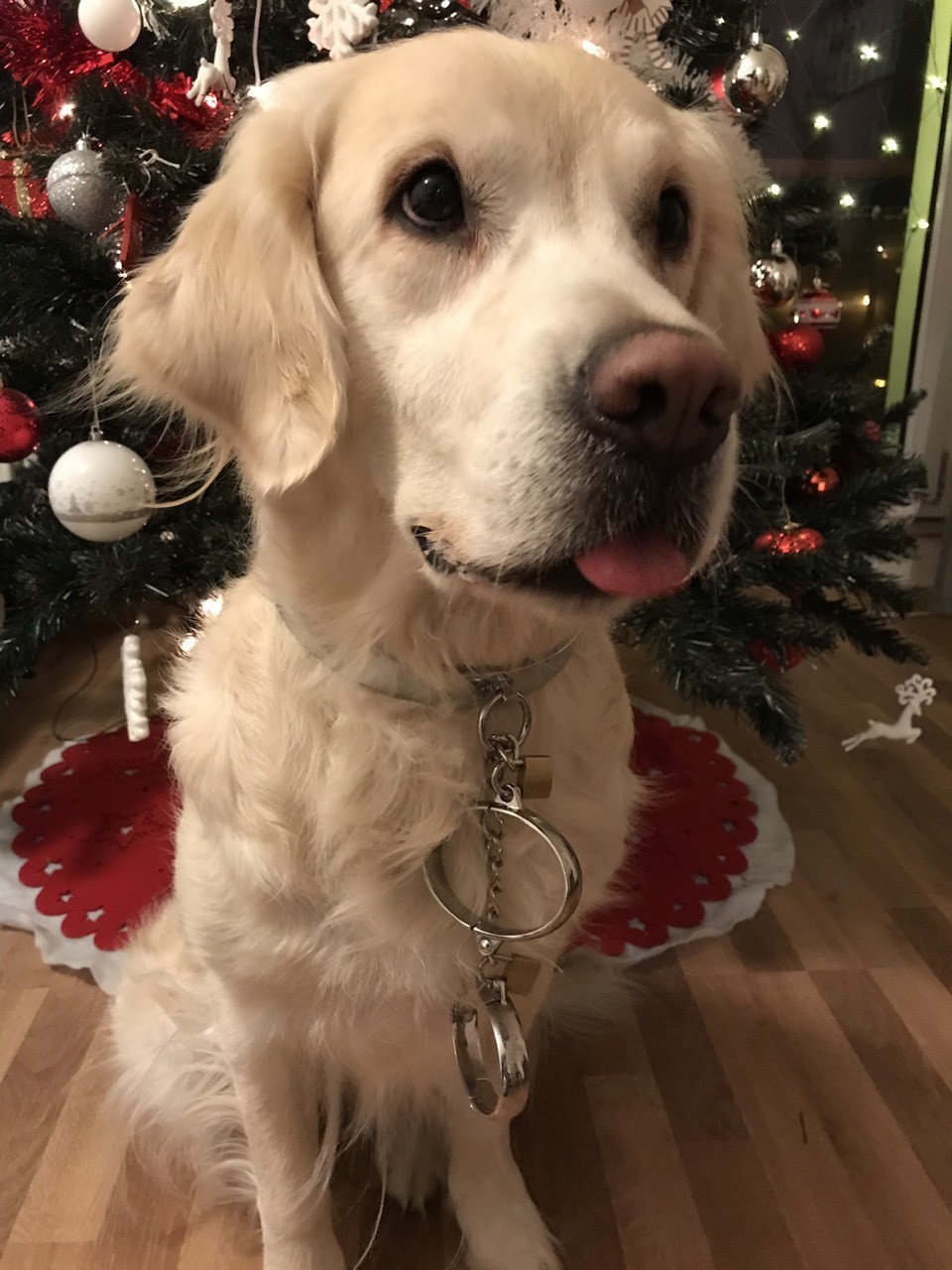 Dafy s obojkem Choker a provlečenými pouty Chained Love